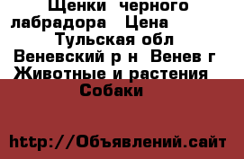 Щенки  черного лабрадора › Цена ­ 7 000 - Тульская обл., Веневский р-н, Венев г. Животные и растения » Собаки   